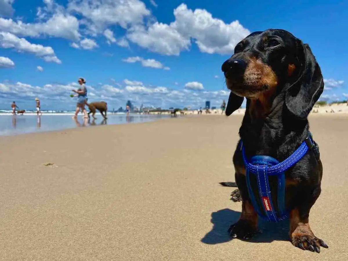 Home dog friendly beaches gold coast